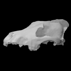 Wolf Skull