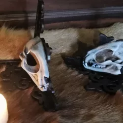 $2.00Cat skull bookend