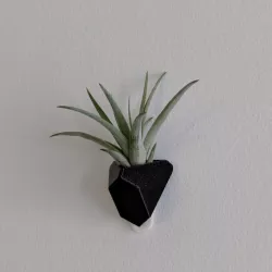 Angular succulent/air plant wall planter