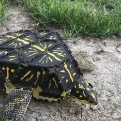 Box Turtle