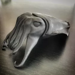 cuttlefish