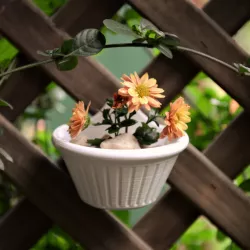 Flatback Planter