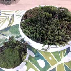 Moss Planters