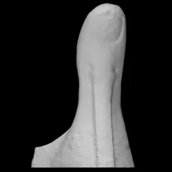 Pollex (Thumb)