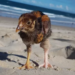 Prosthetic Chicken Leg for Hopalong.