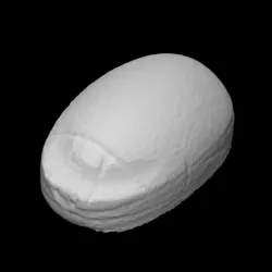 Scarab