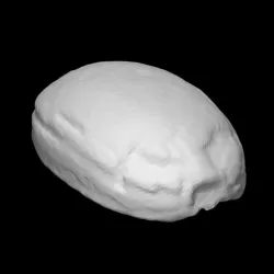 Scarab