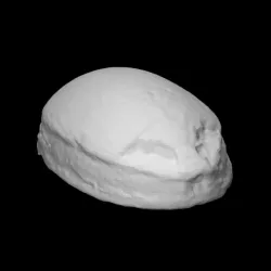 Scarab