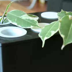 Taking cuttings box system
