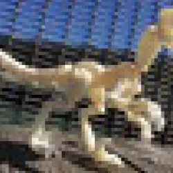 Velociraptor