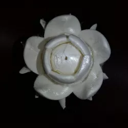 洛神 軌道頭