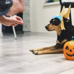 A creative dog Halloween mask designed in SelfCAD