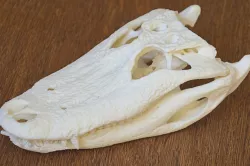 Alligator Skull