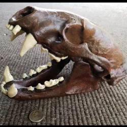 American Badger Skull