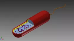Bacteria Cell