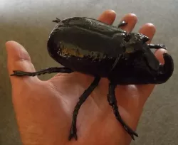 Big Beetle