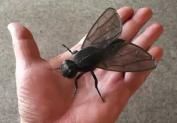 Big Fly.