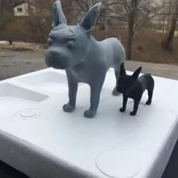 Boston Terrier