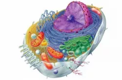 Cell and Cell Organelles