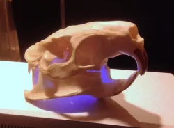 Coypu (Nutria) River Rat Original Skull Scan