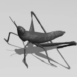 Cricket
