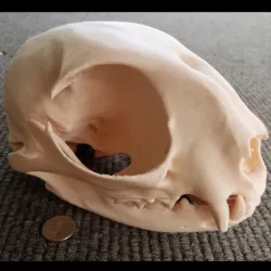 Domestic Cat Skull