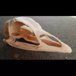 Domestic Turkey Skull