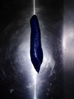 ergonomic pen