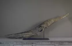 Full Size Pteranodon Fossil Skull Part03/06