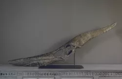 Full Size Pteranodon Fossil Skull Part06/06