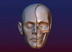 Half Face Skull