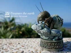 Hermit crabs