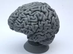 Human Brain
