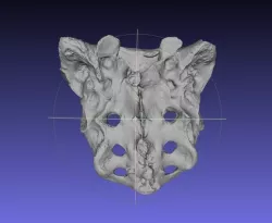 Human Skeleton Sacrum Bone, Real Anatomy Scan
