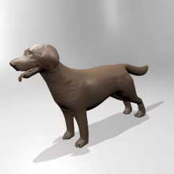 Labrador