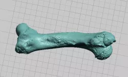 Manatee Humerus Bone - High Resolution Scan
