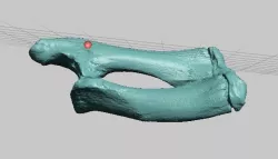 Manatee Radius and Ulna - High Resolution Scan