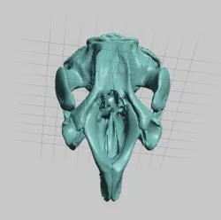 Manatee Skull and Mandible High Resolution Scan