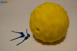 Ovum and Sperm