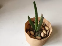 Planter