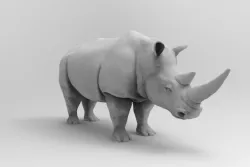 Rhinoceros