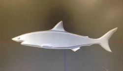 Shark