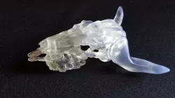 Skull Bull Evil