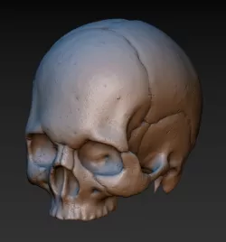 Skull. Without the lower jaw.