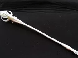 Staff of Magnus