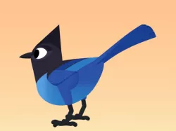 Steller's Jay