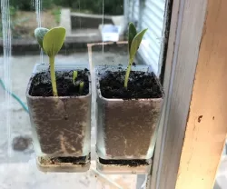 Window mounted seed starter