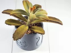 2019 Halloween Succulent Planter