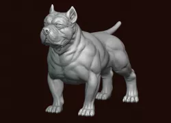 American Bully