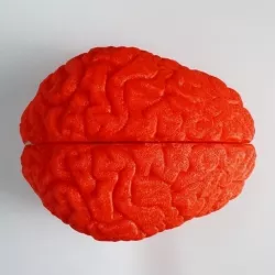 Bird Brain Bird House